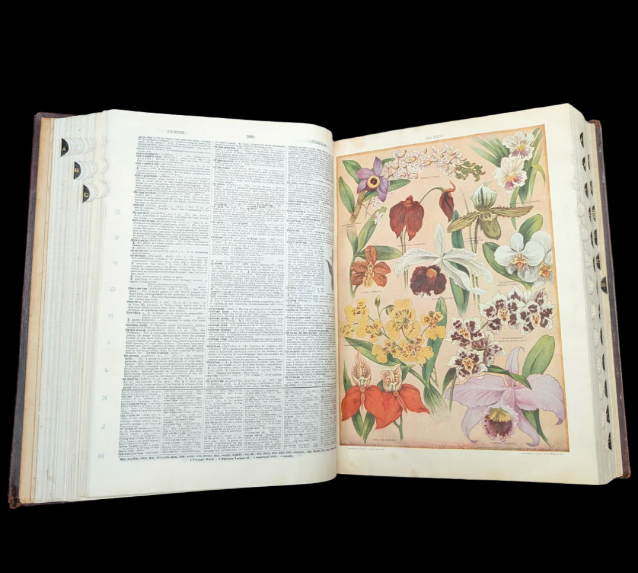 Webster's New International Dictionary by G. & C. Merriam Co. (RARE India Paper Edition), 1915 🕰️ 📜📚