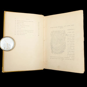 Five Little Peppers and How They Grew by Margaret Sidney (First Edition, First Printing), 1880 ๐จโ๐ฉโ๐งโ๐ฆ๐๐๏ธ