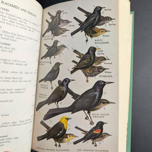 A Field Guide To Western Birds by Roger Tory Peterson (1961 Second Edition Reprint) - Audubon Society Endorsed 🐦🧭🇺🇸