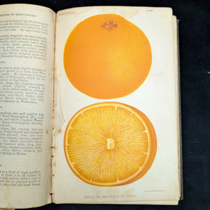 Report Of The Commissioner Of Agriculture (1886), (Government Publication, Illustrated), 1887 🌾🏛️🇺🇸