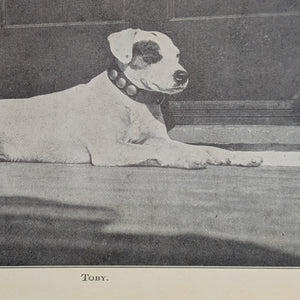 Toby, The Story of a Dog by Elizabeth E. Goldsmith (First Edition, Illustrated, Rare), 1913 🐶📚📜