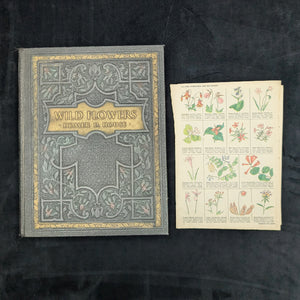 Wild Flowers by Homer D. House (Third Printing, Illustrated), 1936 🌸📜🖼️