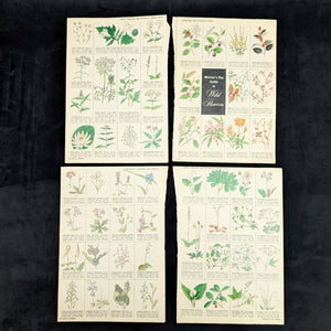 Wild Flowers by Homer D. House (Third Printing, Illustrated), 1936 🌸📜🖼️