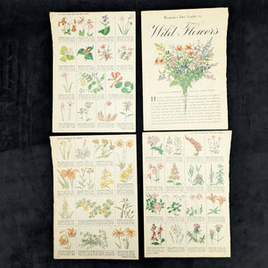 Wild Flowers by Homer D. House (Third Printing, Illustrated), 1936 🌸📜🖼️