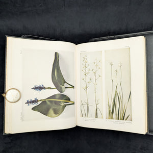 Wild Flowers by Homer D. House (Third Printing, Illustrated), 1936 🌸📜🖼️