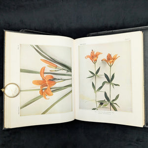 Wild Flowers by Homer D. House (Third Printing, Illustrated), 1936 🌸📜🖼️