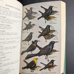 A Field Guide To Western Birds by Roger Tory Peterson (1961 Second Edition Reprint) - Audubon Society Endorsed 🐦🧭🇺🇸